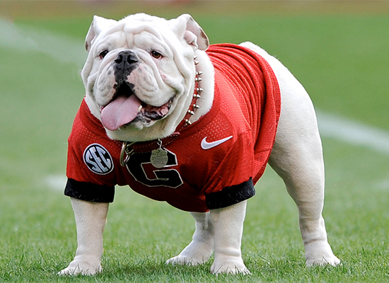 Uga 2024 dog sweater