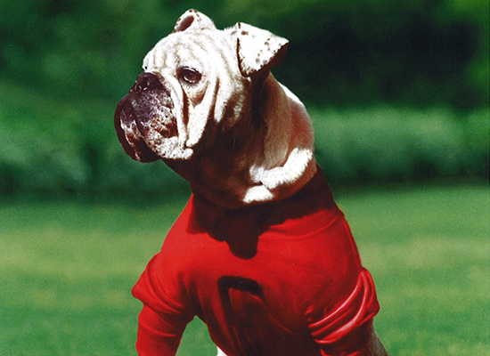 georgia bulldog dog sweater