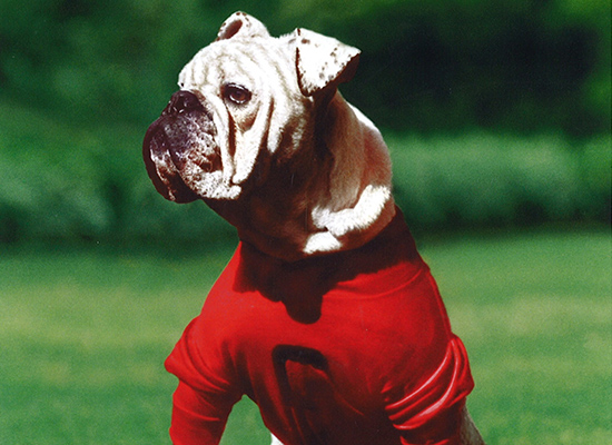 uga dog toy