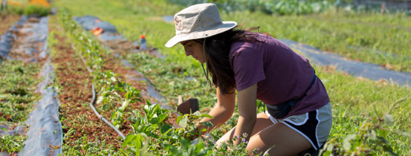 Undergraduate student Erica Head weeds a section of crops as she works at the UGArden. PHOTO: Andrew Davis Tucker / UGA