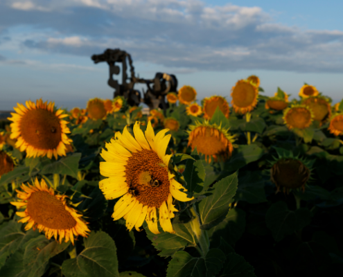 A close-up photo of a sunflower with the Iron Horse statue in the background at sunrise.