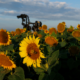 A close-up photo of a sunflower with the Iron Horse statue in the background at sunrise.
