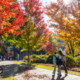 Fall foliage on UGA's campus.