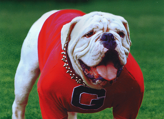 Uga hotsell dog sweater