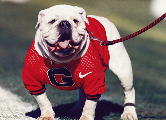 Georgia bulldog dog clearance sweater