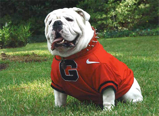 Georgia bulldog dog sweater best sale