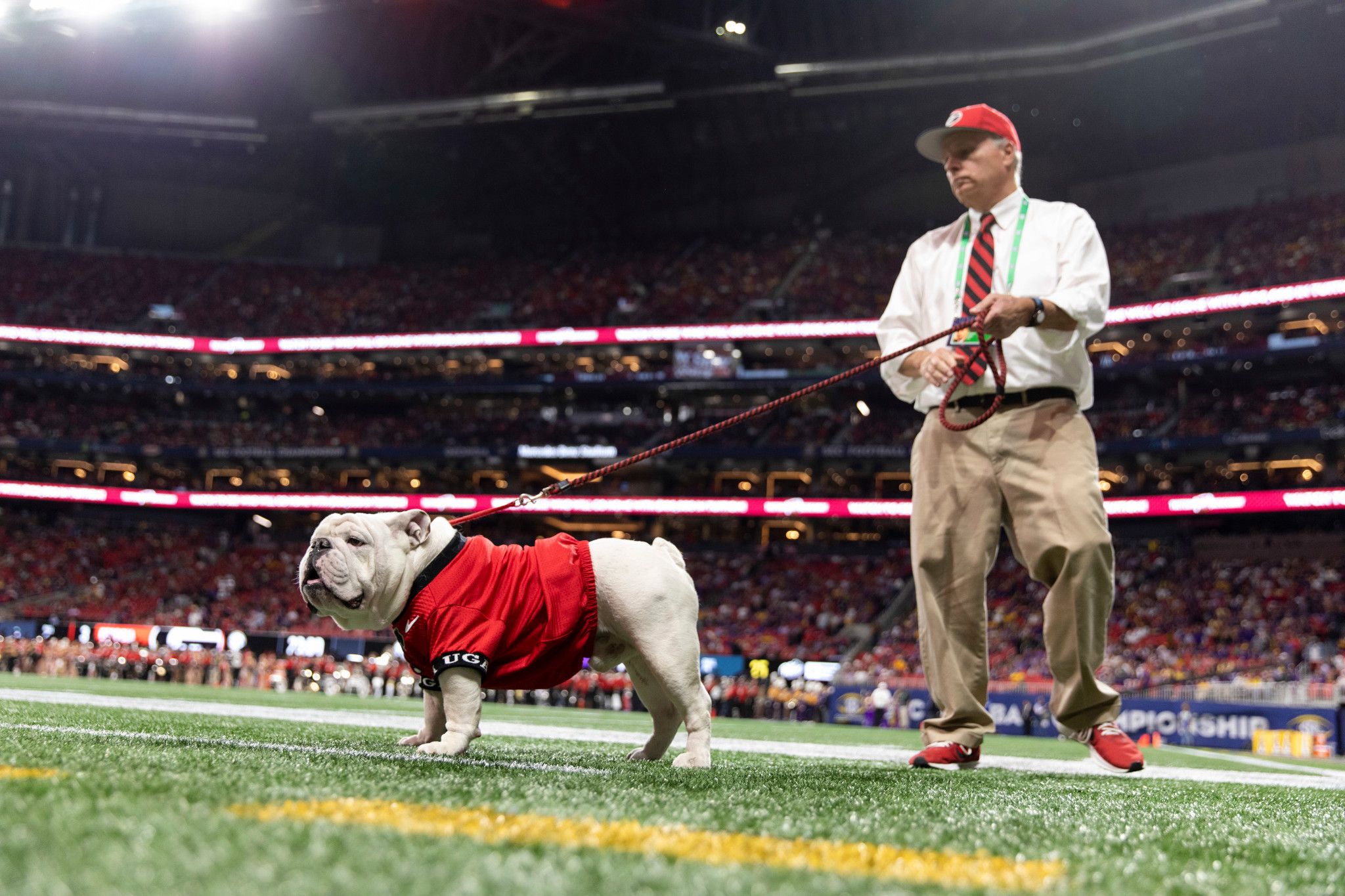 Eight Reasons Why Uga Is The Best Mascot - UGA Alumni