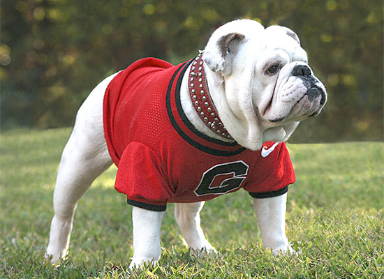 georgia bulldog dog sweater