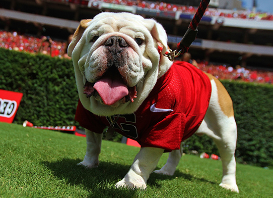 georgia bulldog dog sweater