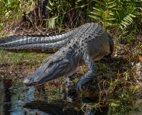 Alligator in the Okefenokee