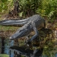 Alligator in the Okefenokee
