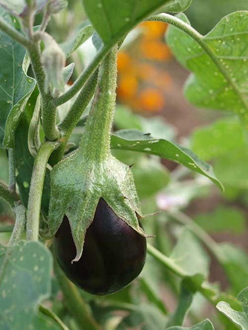 Eggplant