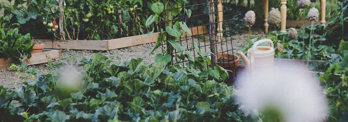 UGA Research and Education Garden
