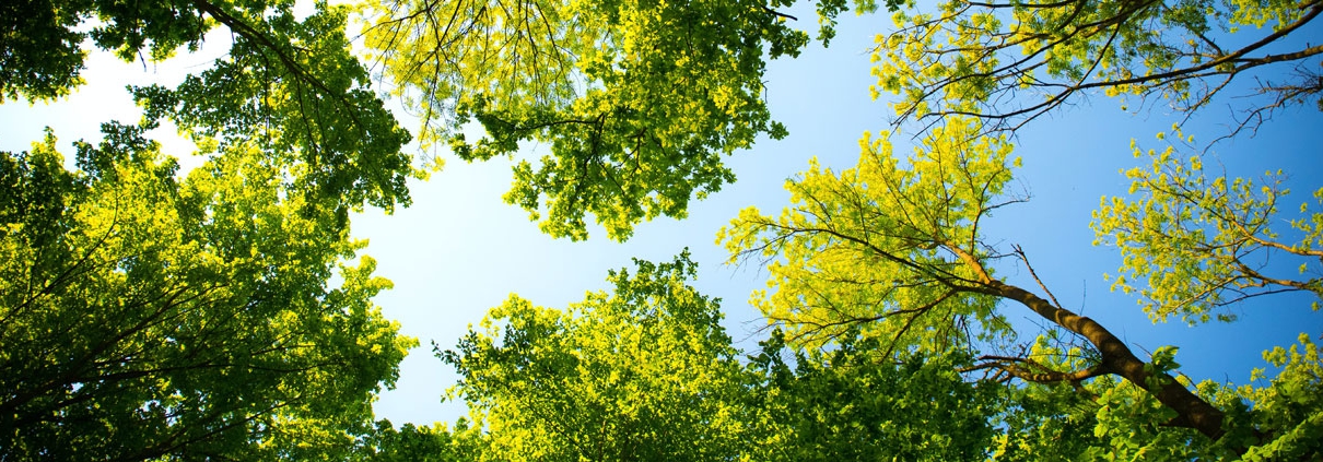 Arbor Day Header