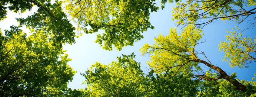 Arbor Day Header