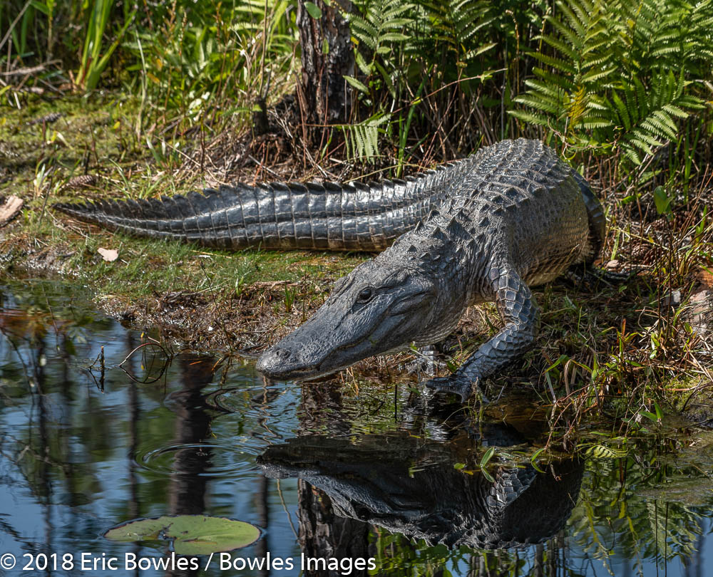 Alligator in the Okefenokee Swamp