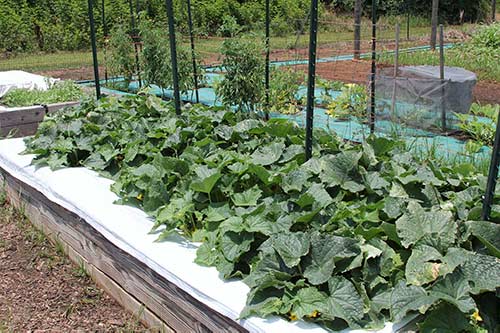 UGA horticulture expert offers tips on growing vegetables at home