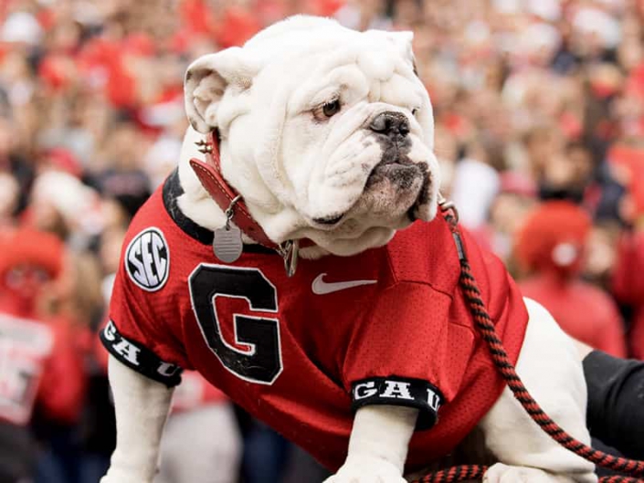 Alumni Happenings - 2019 Football Season - UGA Alumni