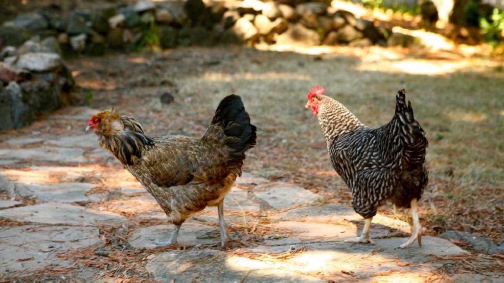 Chickens in Backyard