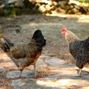 Chickens in Backyard