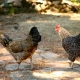 Chickens in Backyard