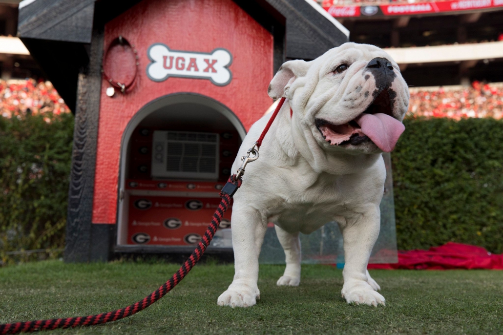 how much does uga bulldog weight