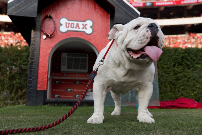 Amazing Who Takes Care Of Uga The Bulldog  Learn more here 