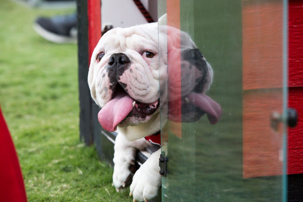 UNIVERSITY OF GEORGIA PINK DOG COLLAR